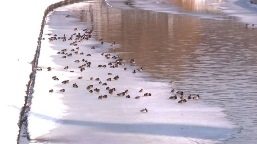 В Орловской области началось половодье