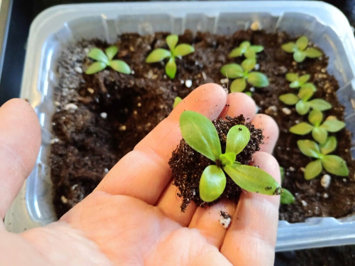 Как правильно пикировать эустому: 5 ключевых правил для успешного роста