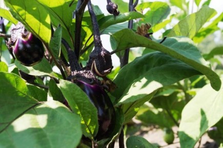 ��� ���������� � ���������� � ������ ����� �������