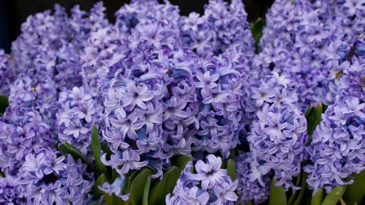 ��������: ��� �������� � ��������� �� ������������� �������