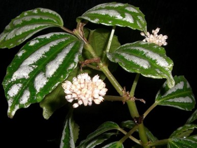 ����������� �� 18 �� 24 �������� ������������ ��������� ����� �����