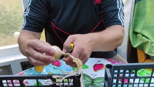 Как правильно обрезать лук ножницами для долгого хранения