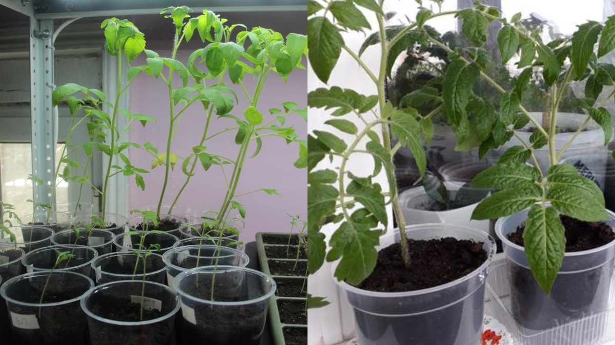 Как вырастить крепкую рассаду: секреты проверенных методов