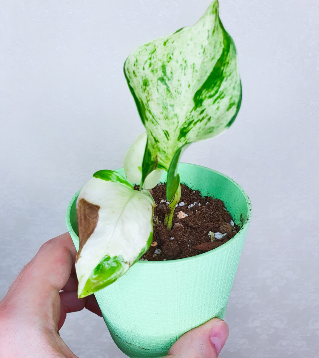 Как спасти капризные растения: советы для начинающих цветоводов