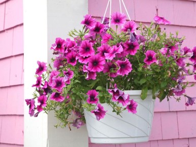 ��� revital��������� ������� �������: ������ � ������������