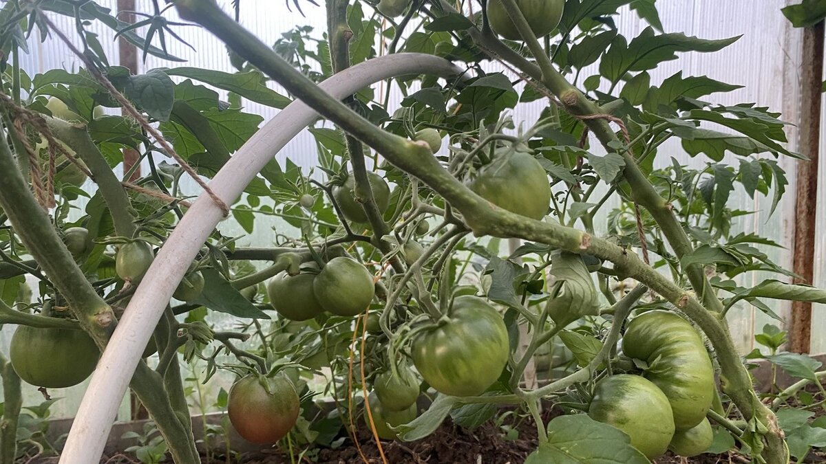 Натуральное удобрение для защиты томатов и перцев: просто и эффективно