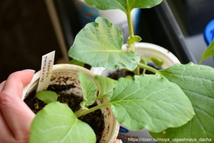 ��� ���������� ���������, ����� ��� ����� �������� � �����������