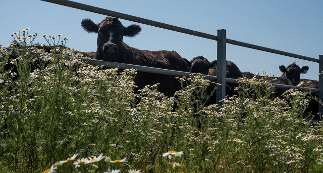 Мясное производство: За кулисами "Мираторга"