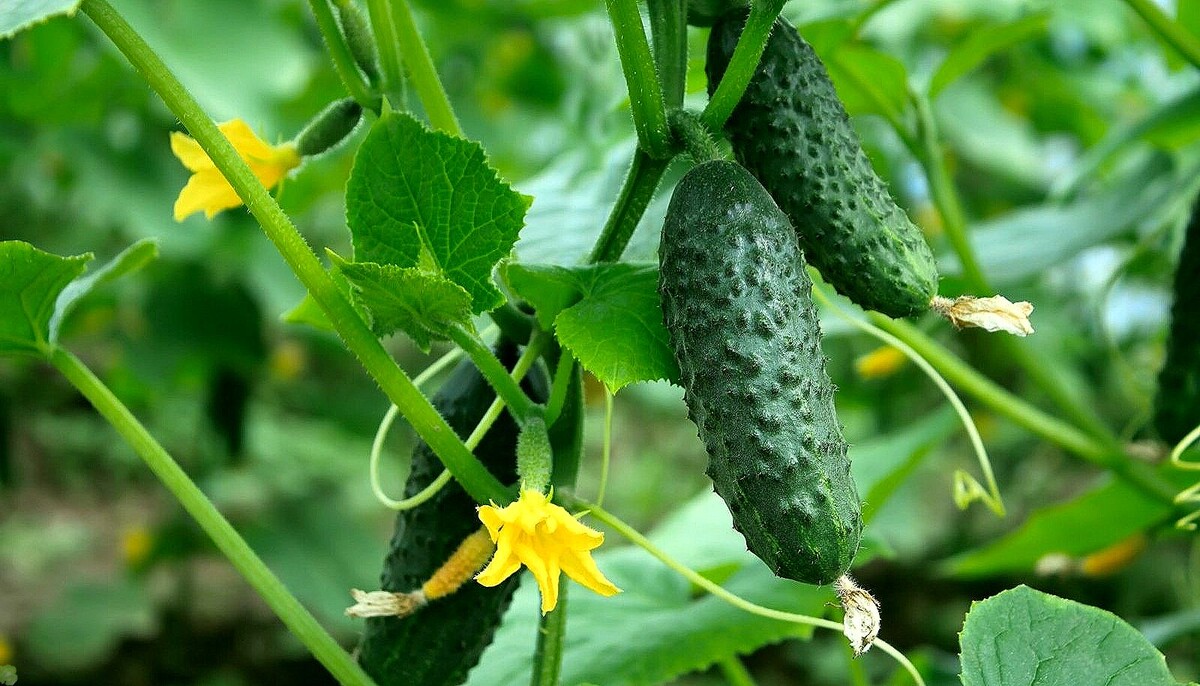 Невидимый враг огурцов: методы борьбы с мучнистой росой