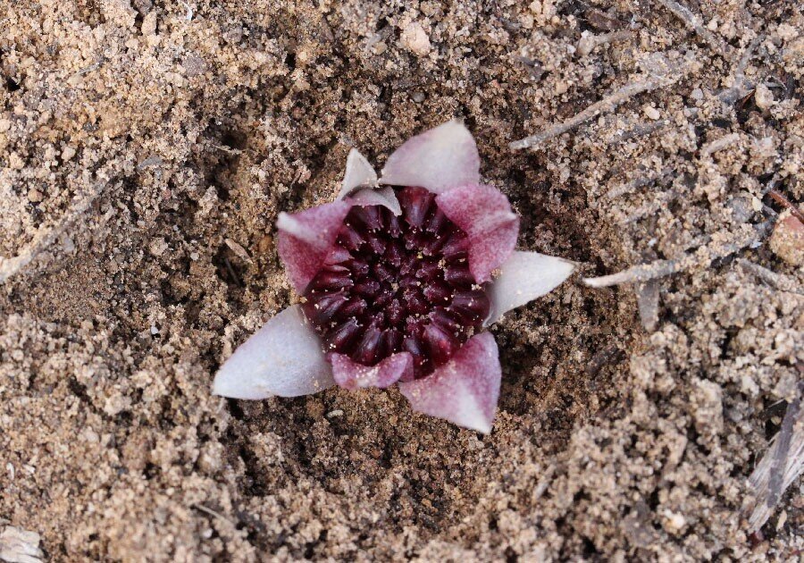 Ризантелла Гарднера: загадочная орхидея, живущая под землёй