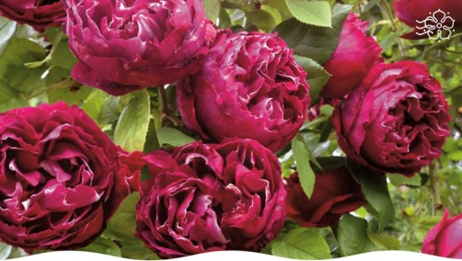 ���� ����� ���� �� ���: ����������� ������������ ��� ������ ����