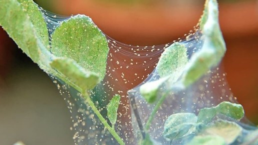 Эффективная борьба с паутинным клещом: секреты успешных тепличников