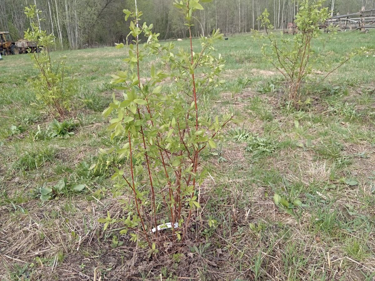 Как размножить жимолость: 5 эффективных способов для вашего сада