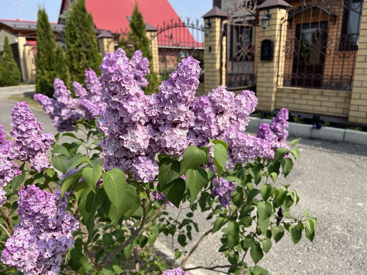 Секреты ухода за сиренью: как добиться пышного цветения