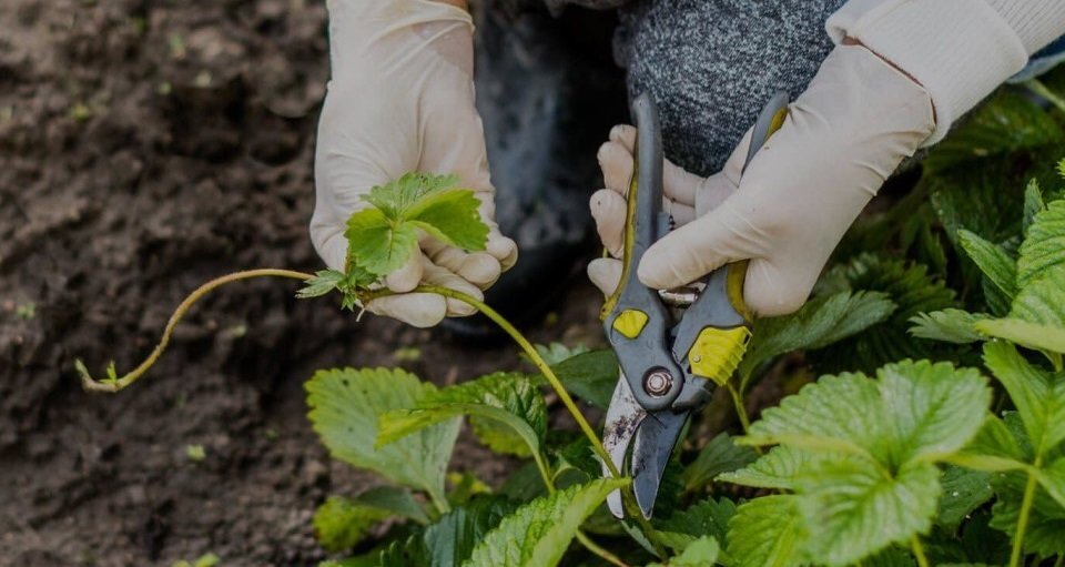 Когда обрезать клубнику: секреты успешного ухода