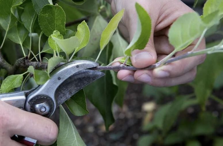 Летняя обрезка яблонь: какие ветви следует удалять и когда