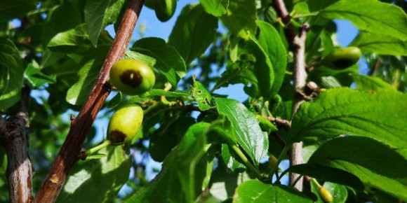 Черные пятна на сливах: как справиться с болезнями и вредителями