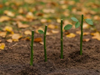 ��� ��������� ���� ��� ������: ������� ������ ��� ���������