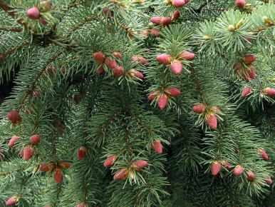 ����������� ������� �������� ��� �������: ��� ���� ����� �������� ��������