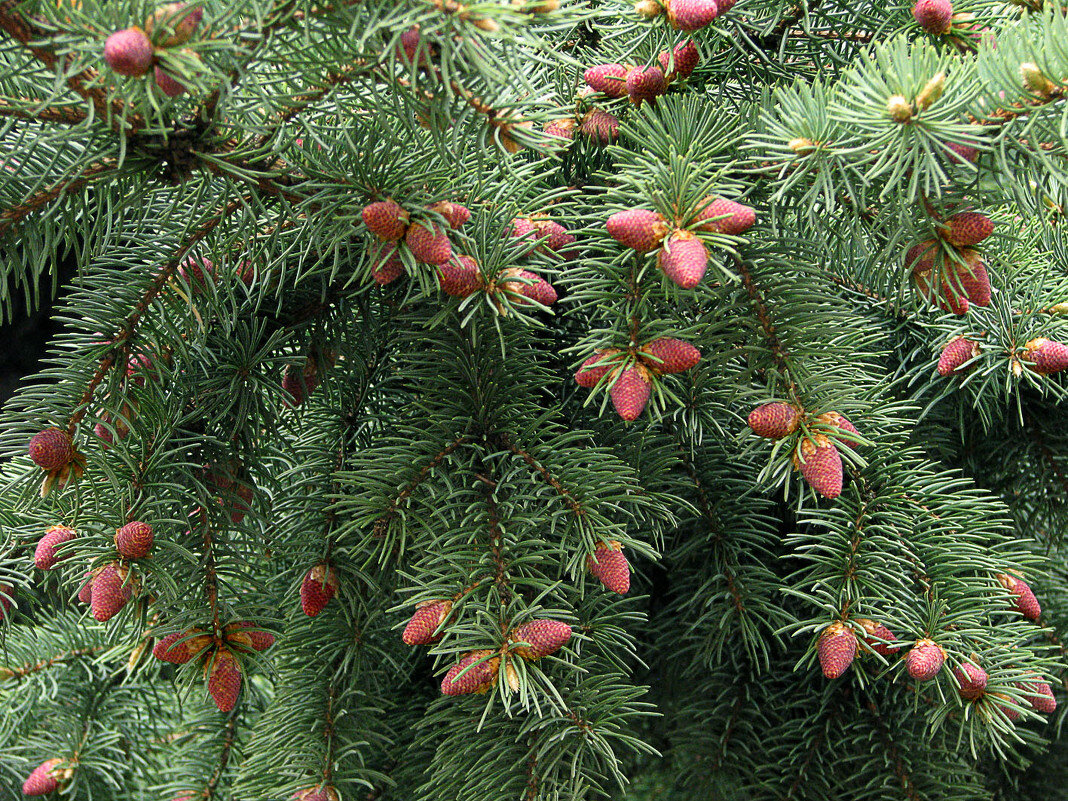 Натуральный эликсир здоровья для рассады: как хвоя может заменить химикаты