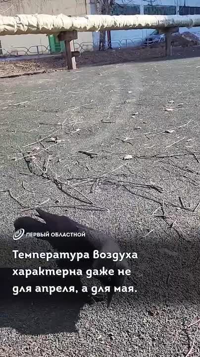 Грачи прилетели! В Орёл пришла настоящая весенняя погода!