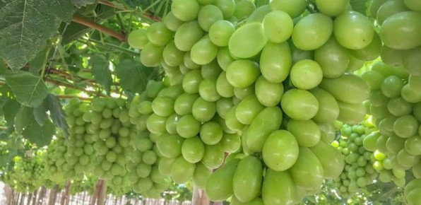 ���������: ��� ������, ������� ����� ��������� ������ ��������