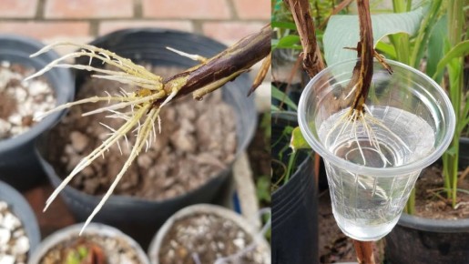 �������� ��� ������ ��������� ����������: ������������ ����������