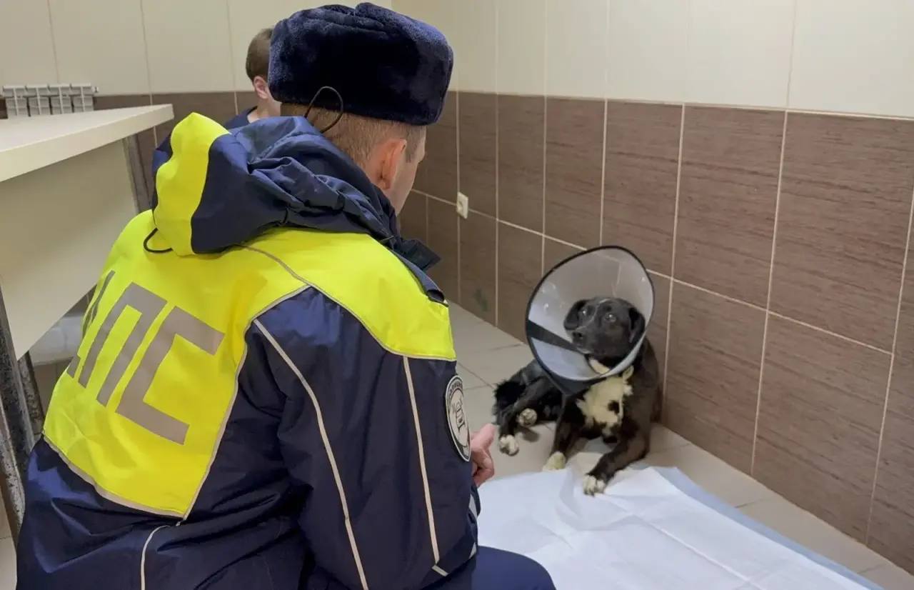 Собаке, спасенной госавтоинспекторами в Орле, нашли дом и любящую хозяйку Собаке, спасенной госавтоинспекторами в Орле, нашли дом и любящую хозяйку