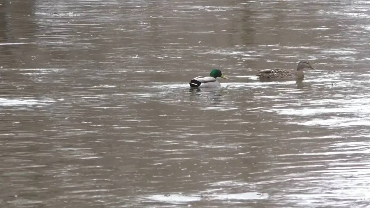 В Орловской области снизился уровень воды на 20–30 сантиметров