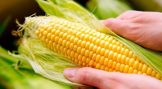 Заготовка кукурузы на зиму: секреты и советы