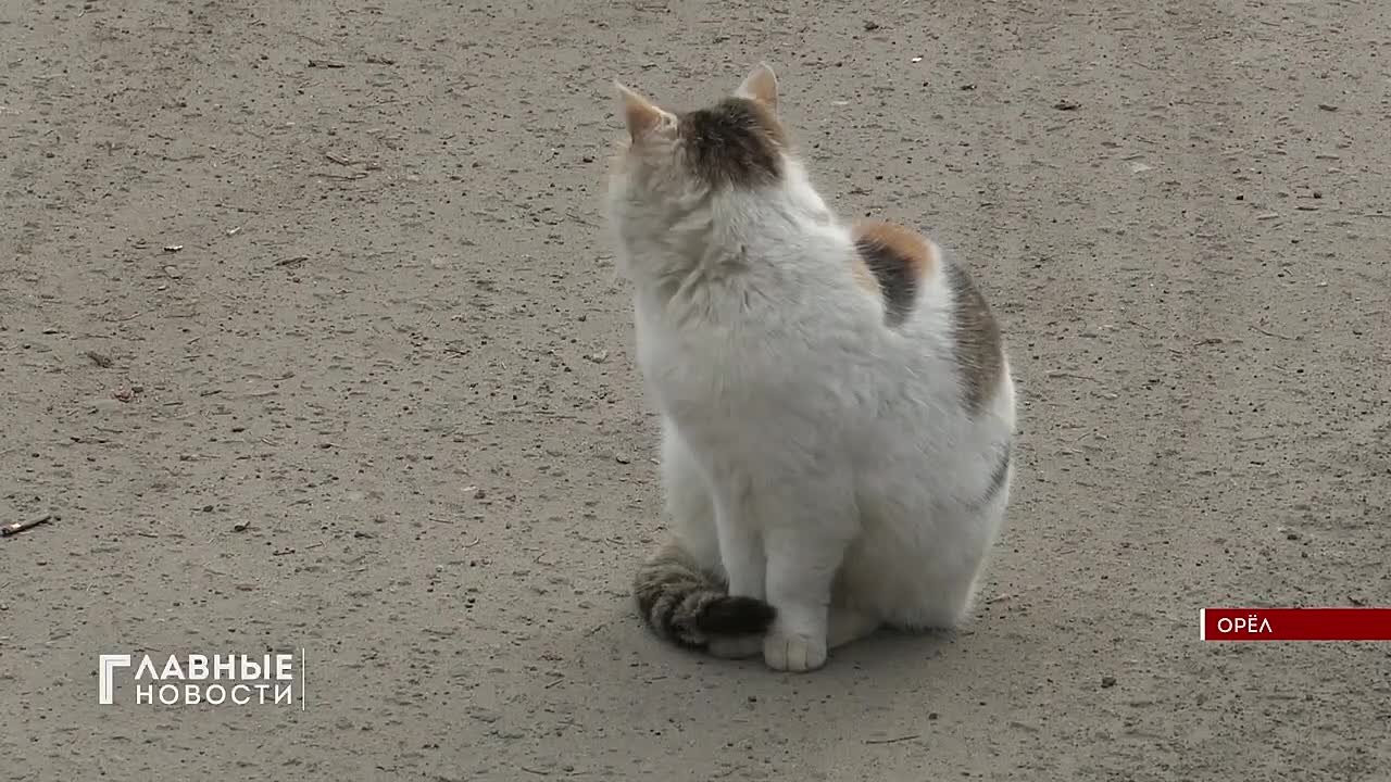 Проект реконструкции областной библиотеки имени Бунина планируют направить на государственную экспертизу в I полугодии 2026 года