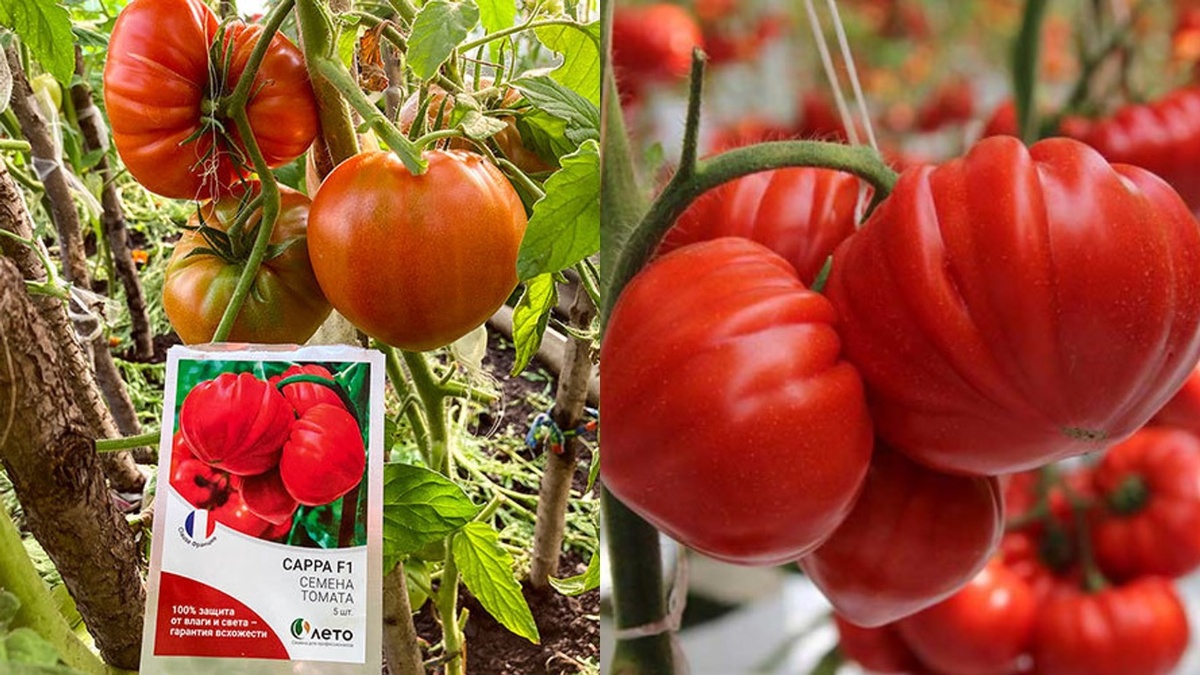 Томаты в теплице: секреты успешного урожая с каждого куста