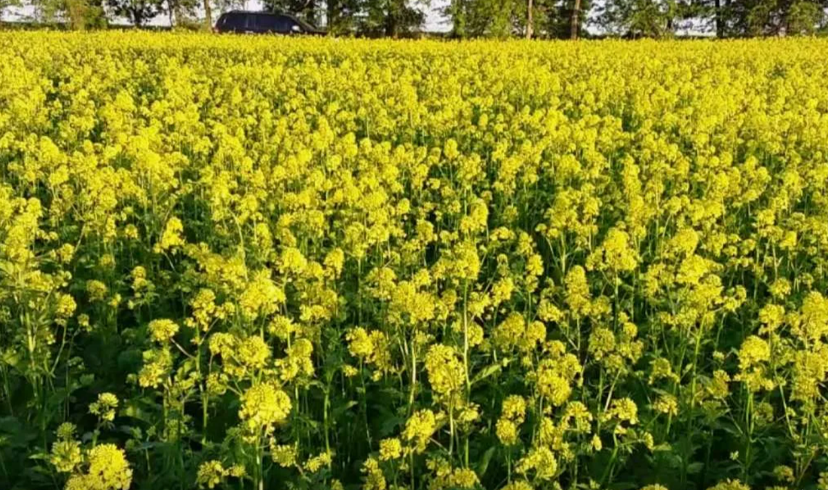 Сидераты как зеленый щит: эффективные смеси для осеннего сева, которые защитят почву и улучшат её структуру