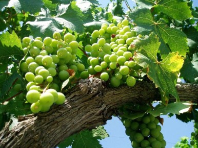 ����� ����� ��� ���������: ��� ��������� ���������, ������� ������� ��