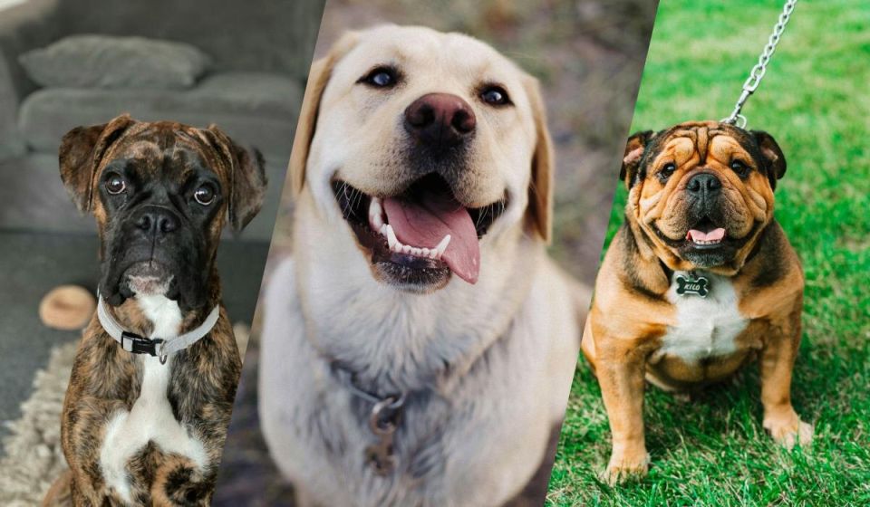 ����������� � ����������: ����� ���������� ������ �����, ������� ���� �����