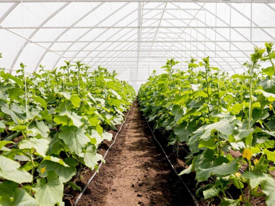 ��������� ������ �� ��������� �������: ��� ������� ��� ������?