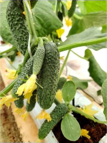 ������ �����: ��������� ����� ��� ������ ����