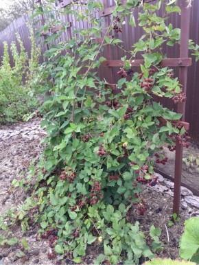 ����������� �������: ������� ������� ������� ��� �������� ������