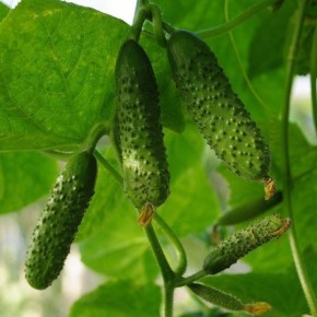 ������ �������: ������������� ������ ��� ����� ������