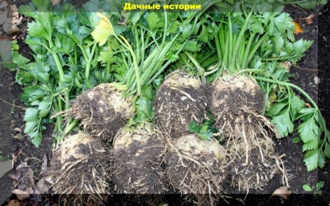 ��� �������� ���������� �������� ��������� ���������: ������� ��������� �����������