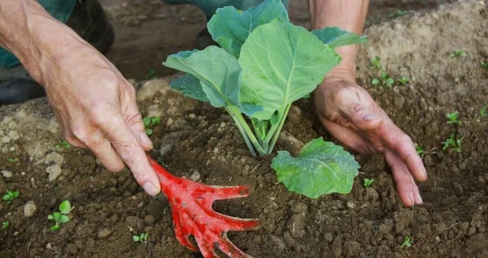 ���������� �������: ������������� ��� ���?