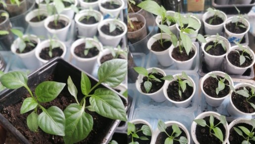 Как за 7 дней вырастить сладкий перец на ткани