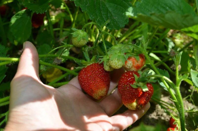 ��� ������ �������� �� ����� �����: ������� ������������ ��� ���������