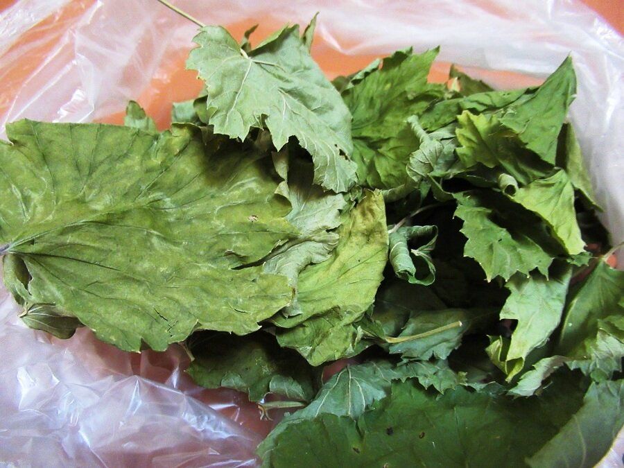 ����� �������� ��������� ��� �� ���������: ������� ����� � �����������