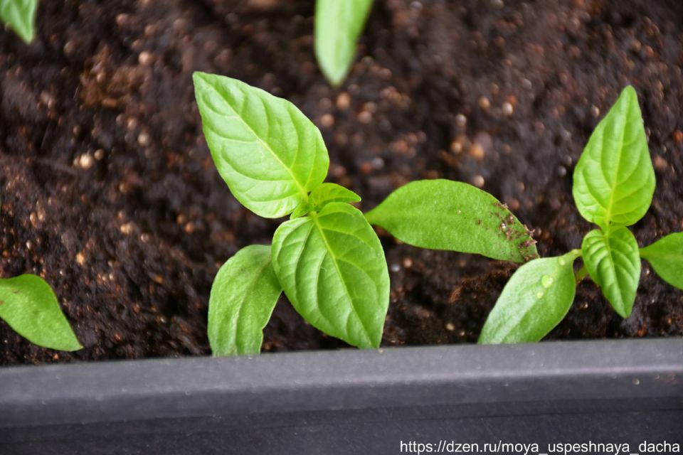 ��� �������� ���� �� ����� �� �������� ������ ����� ���������