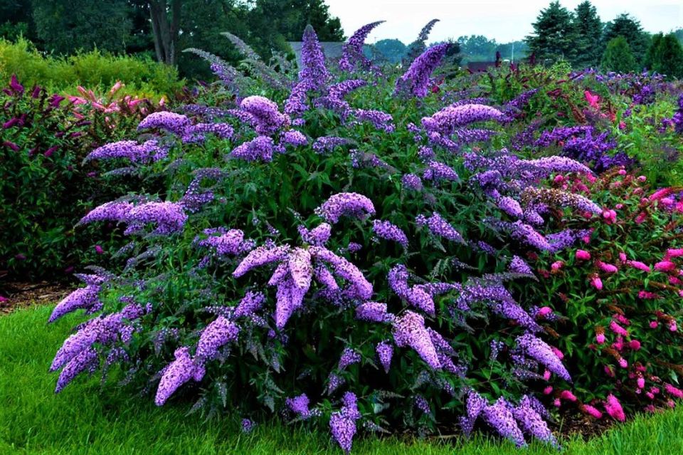 �������: �������� ��������, ������� ������� ��� ���