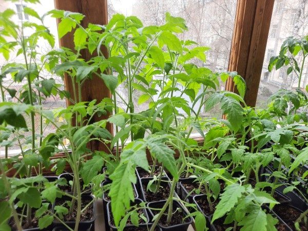 ��� ������ ���������� �������: ������ � ������������