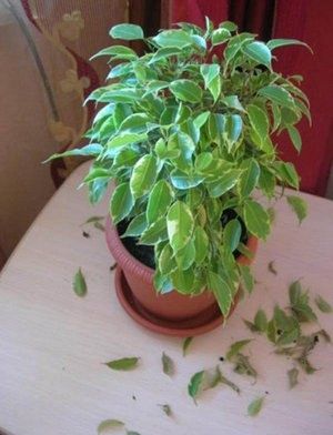 ������ ����� ���������� ������ ������ � ��� ��� ���������