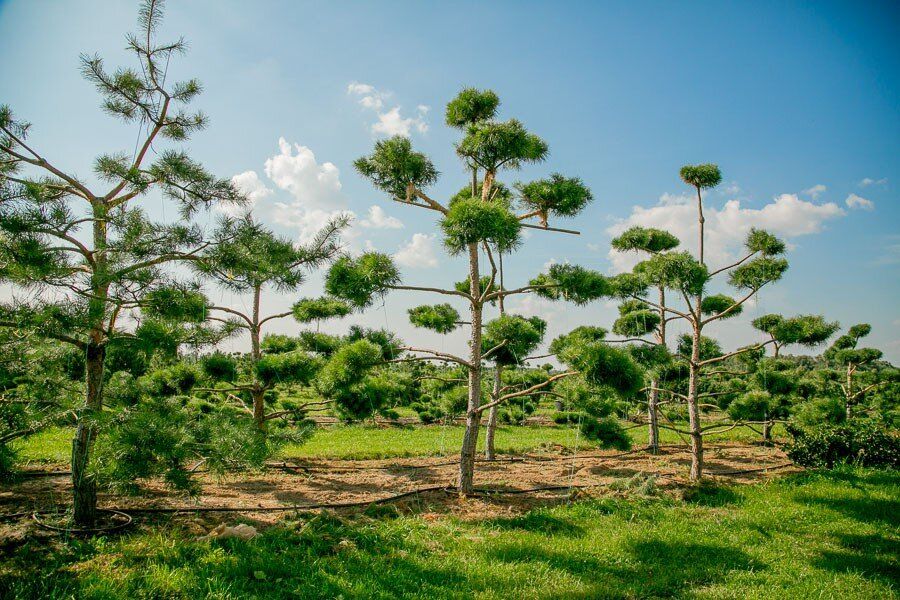 ������� ����� Green Space ��������� ����� ��� ���� ��������� ���������� ��������