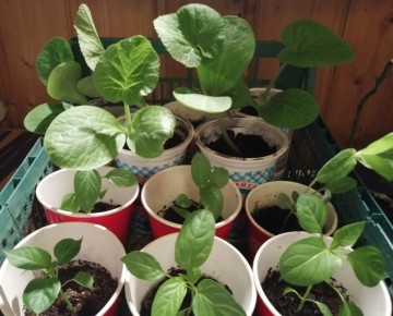 ������, ������� � ������ �����: ��� �������� ����� ������ �� ��������� ����